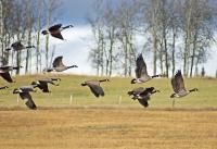 Flight From The Grain Field - Photo Photography - By Ted Widen, Wildlife Photography Photography Artist