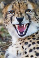 Cheetah With Attitude - Photo Photography - By Ted Widen, Wildlife Photography Photography Artist