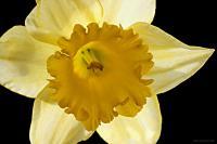 Narcisus - Digital Photography - By Macsfield Images, Flora Photography Artist