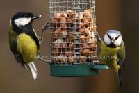Great Tit And  Blue Tit On Feeder - Digital Photography - By Macsfield Images, Wildlife Photography Artist