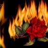Fire Rose - Digital Digital - By Nancy Northcutt, Digital Digital Artist