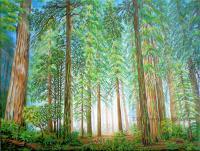 Coastal Redwoods - Acrylic On Canvas Paintings - By Jane Girardot, Realism Painting Artist