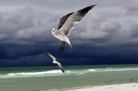 Suspended Flight - Digital Photography Photography - By Jennifer Faust, Nature Photography Photography Artist