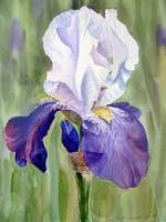 Iris - Watercolor Paintings - By Artist Irina Sztukowski, Realism Painting Artist
