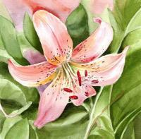 Tiger Lily - Watercolor Paintings - By Artist Irina Sztukowski, Realism Painting Artist