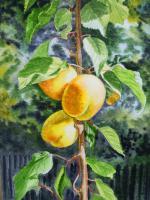 Apricot Trio - 80 Dollars - Watercolor Paintings - By Artist Irina Sztukowski, Realism Painting Artist