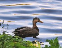 Duck - Nikon D300S Photography - By Shane Metler, Nature Photography Artist