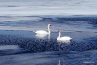 Winter At The Beach - Swans On Ice - Enhanced Digital